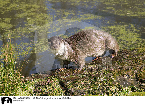 Fischotter / otter / WS-01993