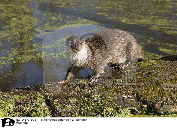 Fischotter / otter / WS-01995