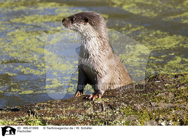 Fischotter / otter / WS-01999