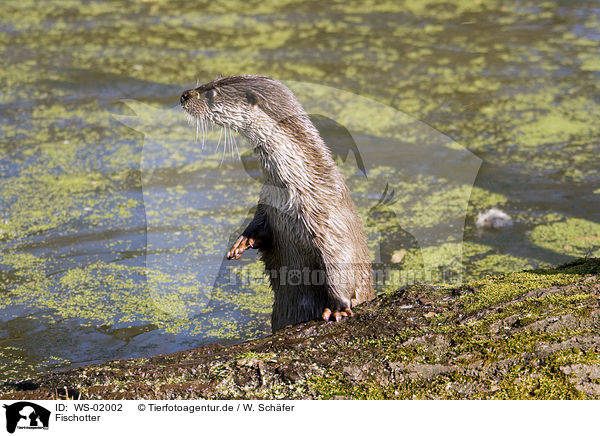 Fischotter / otter / WS-02002