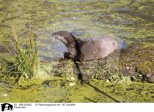Fischotter / otter / WS-02005