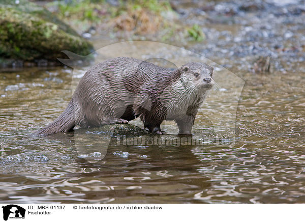 Fischotter / otter / MBS-01137
