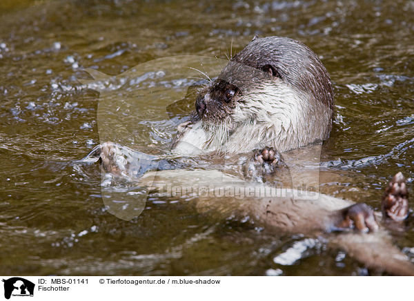 Fischotter / otter / MBS-01141