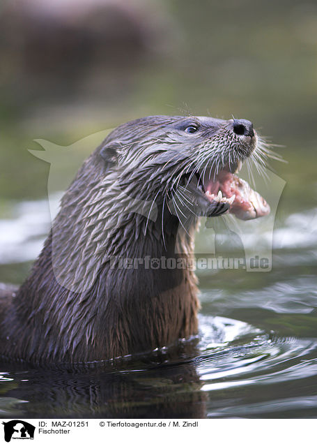 Fischotter / common otter / MAZ-01251