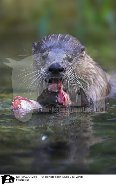 Fischotter / common otter / MAZ-01255