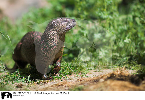 Fischotter / common otter / MAZ-01261