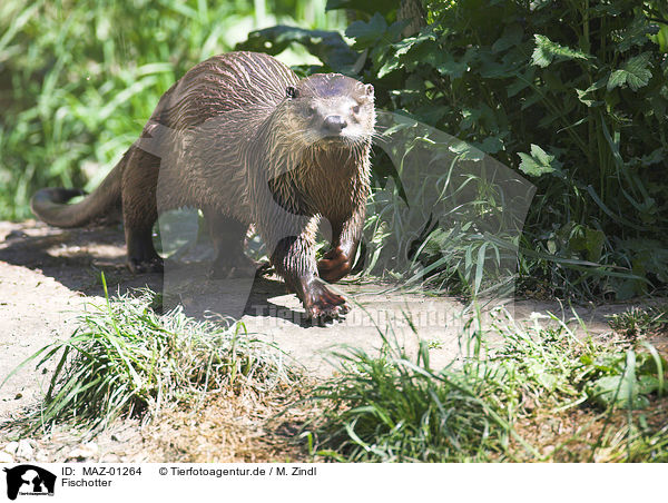 Fischotter / common otter / MAZ-01264