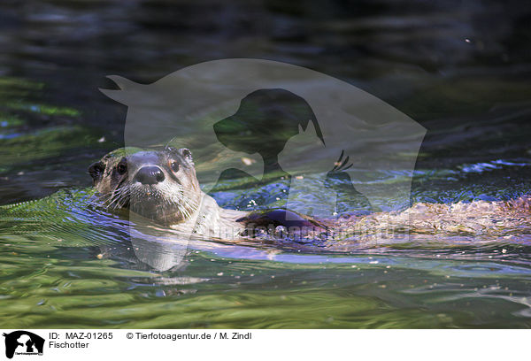 Fischotter / common otter / MAZ-01265