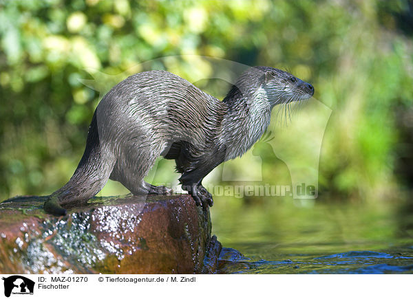 Fischotter / common otter / MAZ-01270