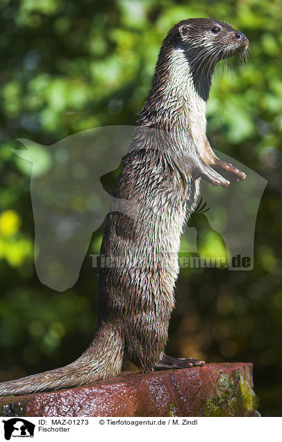 Fischotter / common otter / MAZ-01273