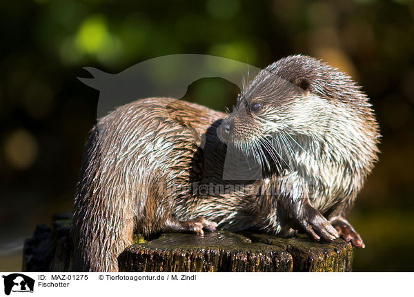 Fischotter / common otter / MAZ-01275