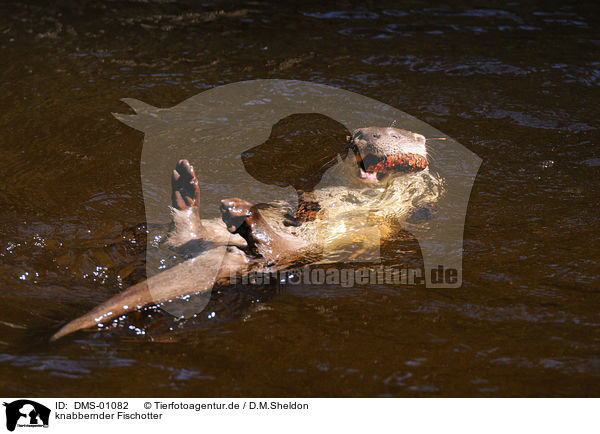 knabbernder Fischotter / gnawing common otter / DMS-01082