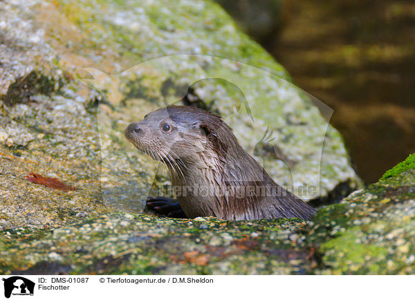 Fischotter / common otter / DMS-01087