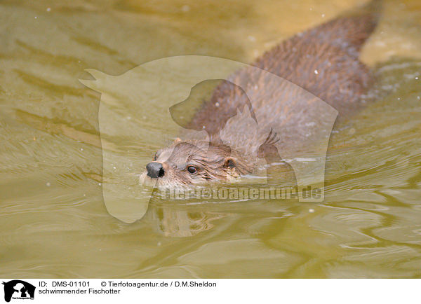 schwimmender Fischotter / swimming marine otter / DMS-01101