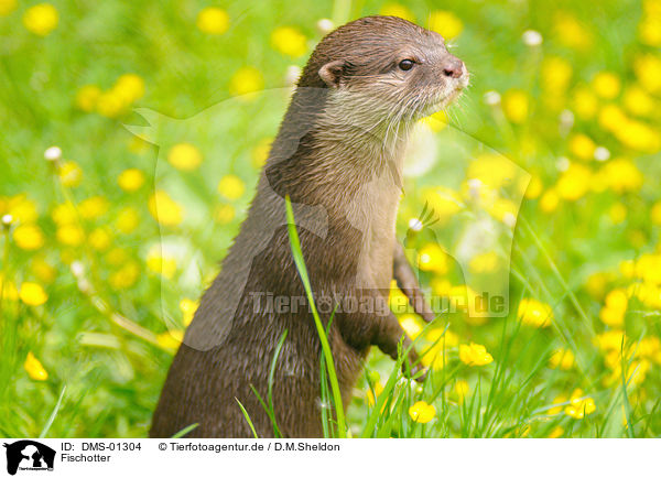 Fischotter / marine otter / DMS-01304