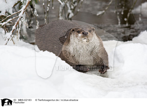Fischotter / European otter / MBS-02183