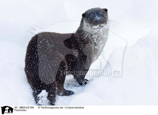 Fischotter / European otter / MBS-02186