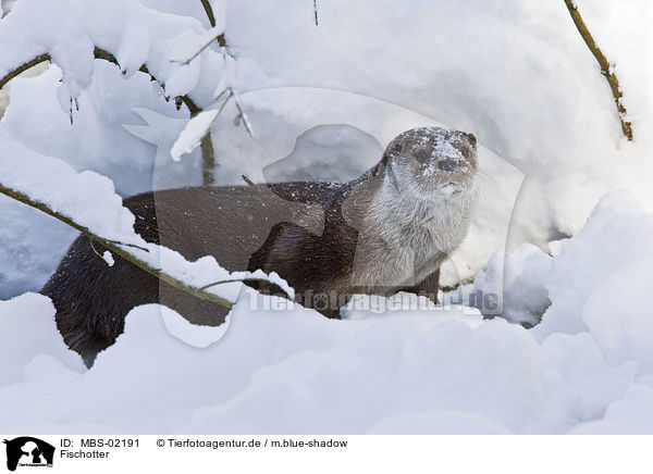 Fischotter / European otter / MBS-02191