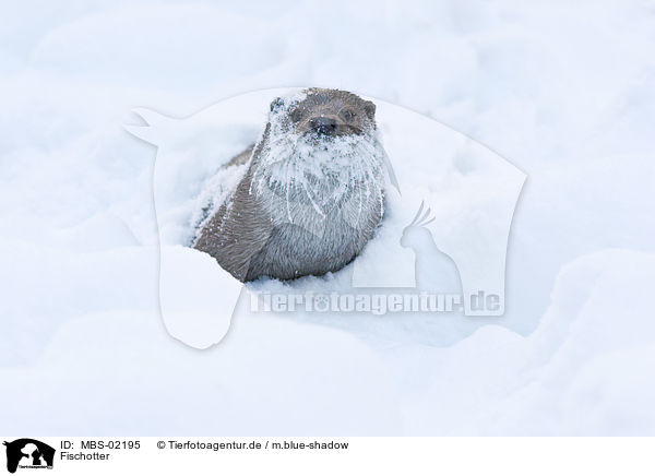Fischotter / European otter / MBS-02195