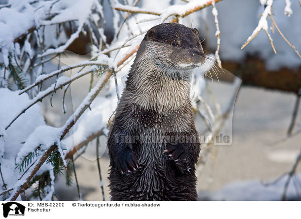 Fischotter / European otter / MBS-02200