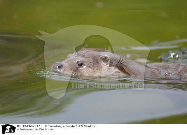schwimmender Fischotter / swimming common otter / DMS-02017