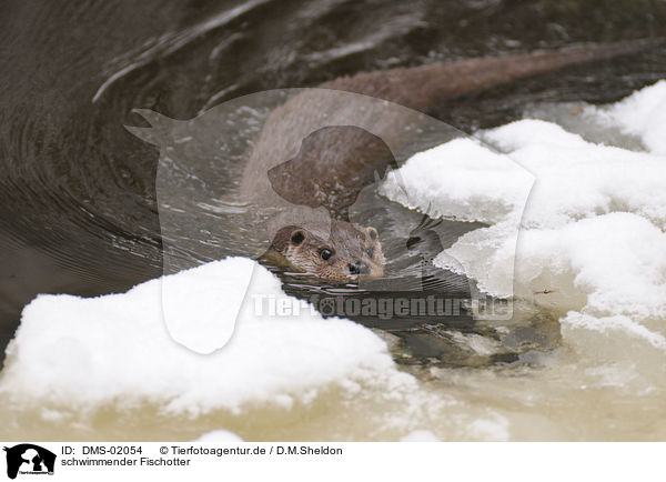 schwimmender Fischotter / swimming common otter / DMS-02054