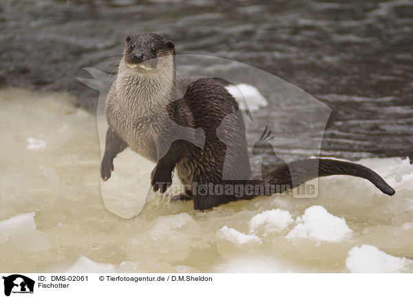 Fischotter / common otter / DMS-02061