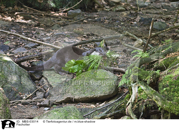 Fischotter / common otter / MBS-03014