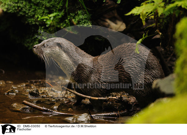 Fischotter / common otter / DMS-03050