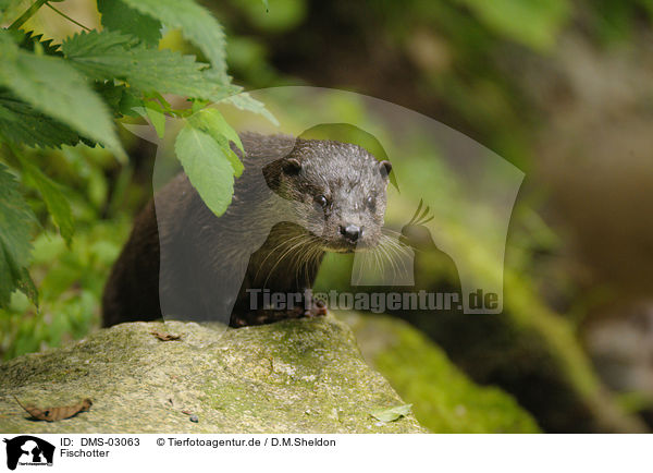 Fischotter / common otter / DMS-03063