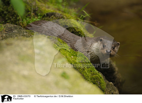 Fischotter / common otter / DMS-03070