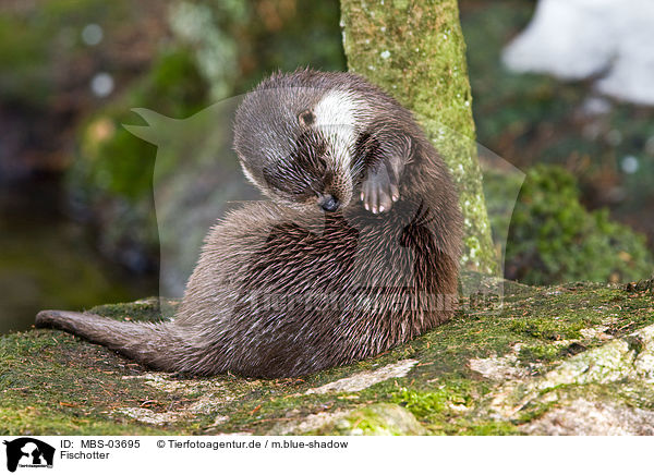Fischotter / common otter / MBS-03695