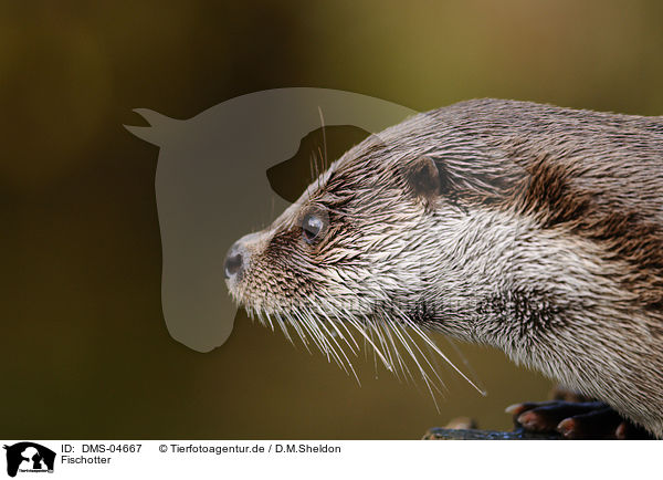 Fischotter / common otter / DMS-04667