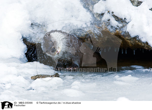 Fischotter / common otter / MBS-05066