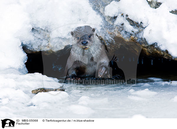 Fischotter / common otter / MBS-05068