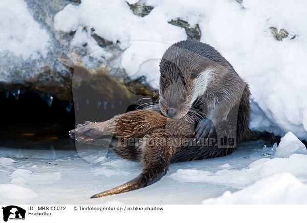 Fischotter / common otter / MBS-05072