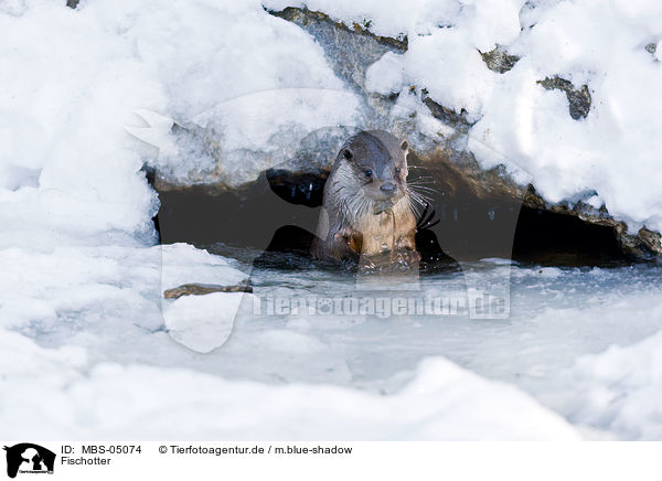 Fischotter / common otter / MBS-05074