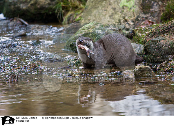 Fischotter / common otter / MBS-05085