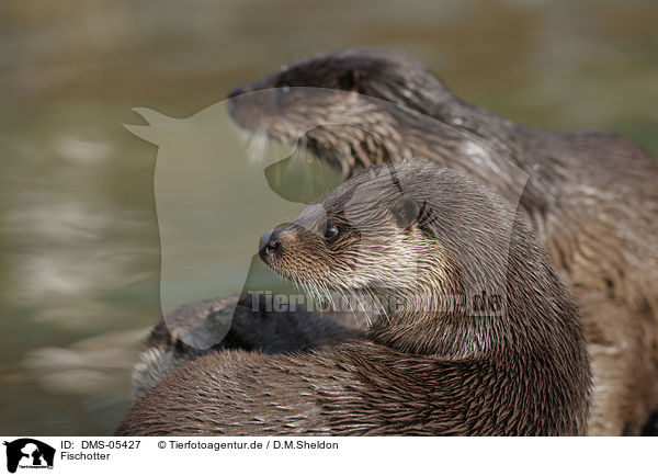 Fischotter / common otter / DMS-05427