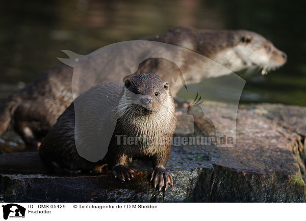 Fischotter / common otter / DMS-05429