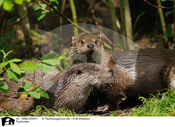 Fischotter / common otter / DMS-05651