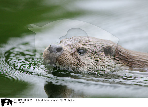 Fischotter / common otter / DMS-05652