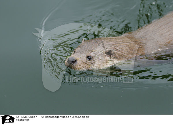 Fischotter / common otter / DMS-05667