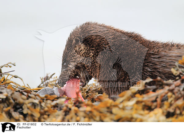 Fischotter / common otter / FF-01802