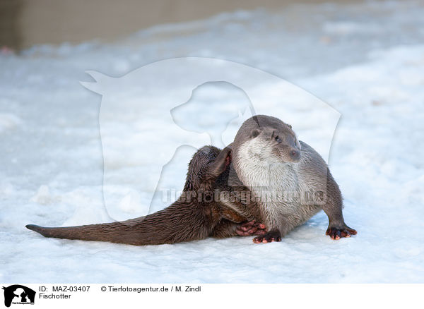 Fischotter / common otter / MAZ-03407