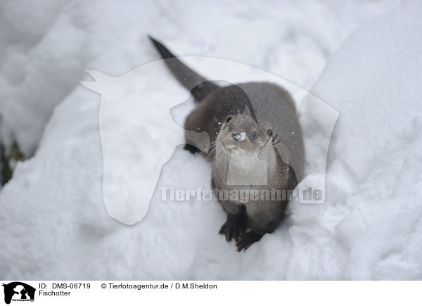 Fischotter / common otter / DMS-06719