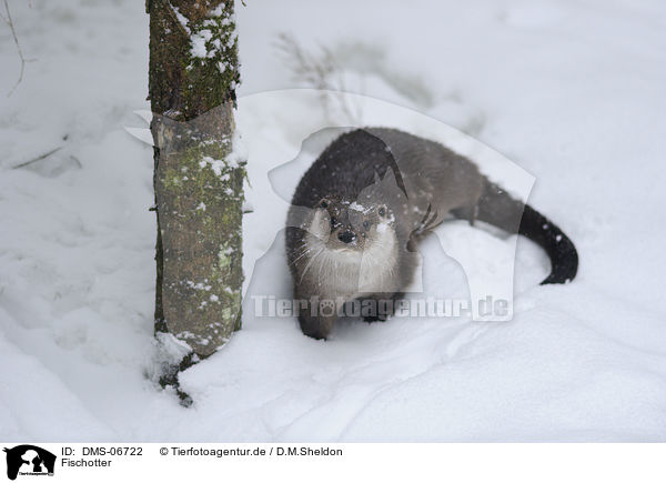Fischotter / common otter / DMS-06722
