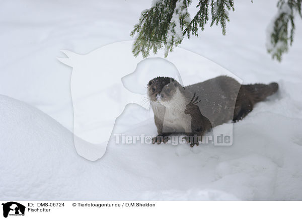 Fischotter / common otter / DMS-06724