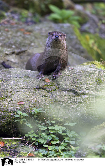 Fischotter / common otter / MBS-08523