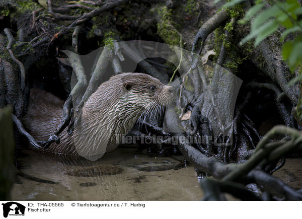 Fischotter / Eurasian otter / THA-05565